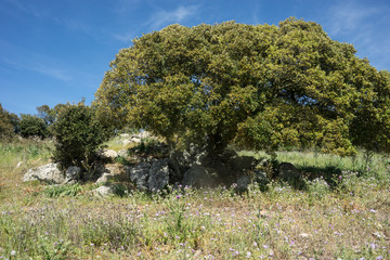 Korkeichen in Sardinien, Italien