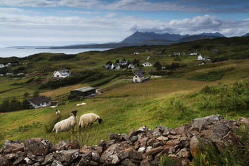 Sheeps on Isle of Skye