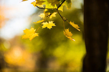 Obraz premium Beautiful autumn park. Autumn trees and leaves. Autumn Landscape. Park in Autumn. Forest in Autumn.