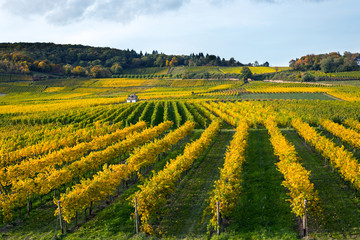 Rhine valley with vineyards