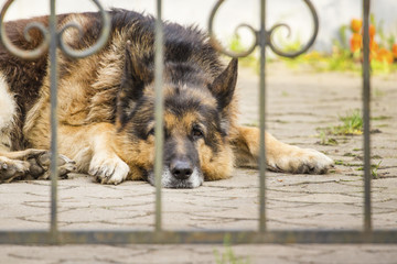 sad dog outside the fence is waiting for the owner