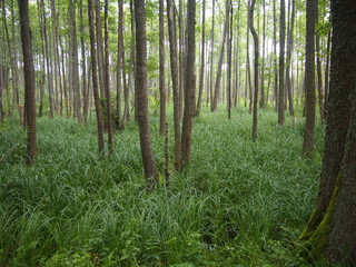 Belovezhskaya Pushcha National Park (Belarus)