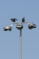 Two American Black Vultures (Coragyps atratus) perched atop a light pole, one with wings raised.