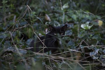 A black cat is hiding