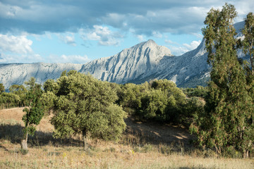 Olivenhaine in Sardinien, Italien