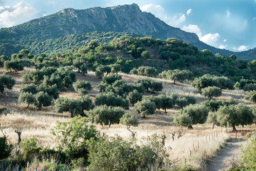 Fototapeta na wymiar Olivenhaine in Sardinien, Italien