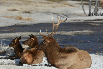 Elk watching Tourists at Mammoth Springs