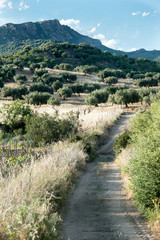 Fototapeta na wymiar Olivenhaine in Sardinien, Italien