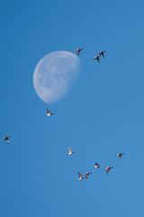 Eurasian Wigeon and Moon