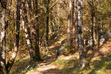 Weg durch Laubwald.