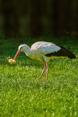 Stork Eats a Chick