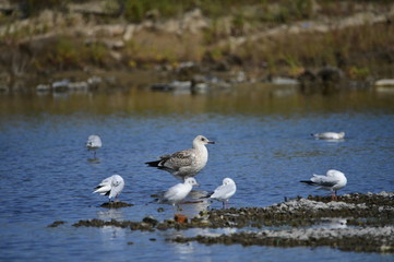 The sea bird