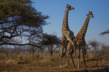 giraffe_2