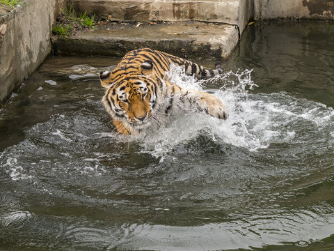 tiger plays in the water