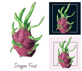 Hand drawn watercolor painting. Dragon fruit on white background. Vector illustration