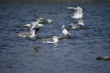 The sea bird