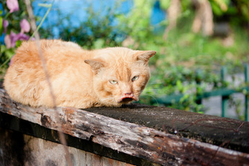 brown cat sick and injured