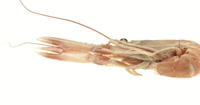 Nephropinae bilder Bläddra bland 98 stockfoton, vektorer och videor