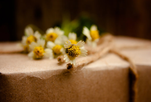 Little Tridax Daisy Flower 