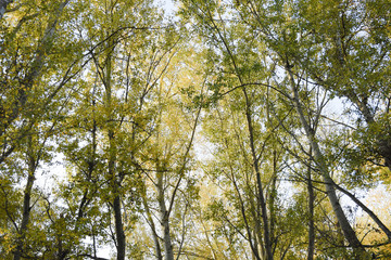 View from the bottom up in a forest of silver poplars. Background of the sky and trees. Autumn in the forest.