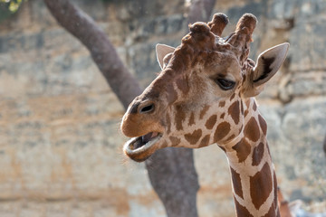 Fototapeta premium Girafe Head About to Grab Food