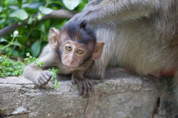 可愛いサル