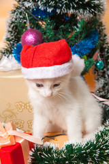 little cute white kitten in a red cap of Santa Claus for Christmas at a Christmas tree with gifts in colorful boxes