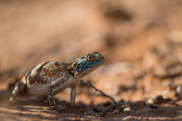 ground_agama_4
