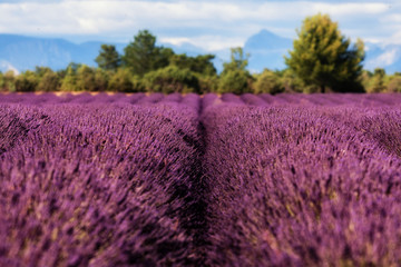 Lavander field