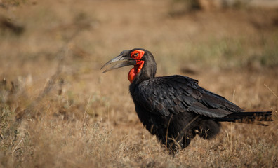 ground_hornbill_1