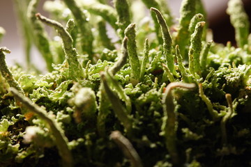 Flechten: Symbiose aus Alge und Pilz