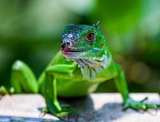 Iguana in Belize