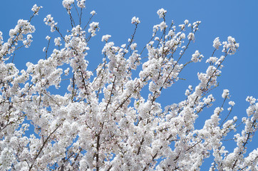 日光に輝く満開の桜