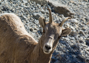 Rocky Mountain Sheep