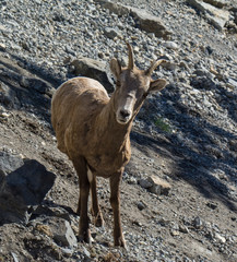 Rocky Mountain Sheep