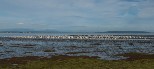 Snow Geese in Flight