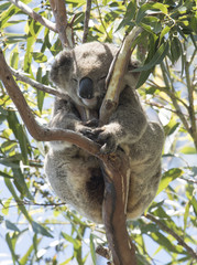 Koala resting at the top of an Australian gum tree.