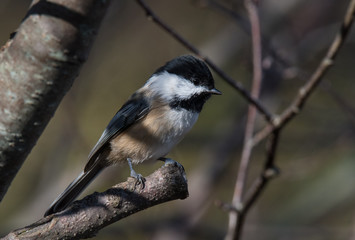 Chickadee Bird on Branch