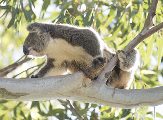 Koala resting at the top of an Australian gum tree.
