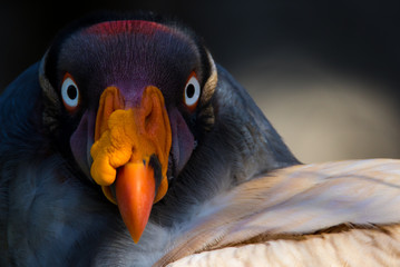 king_vulture