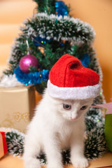 little cute white kitten in a red cap of Santa Claus for Christmas at a Christmas tree with gifts in colorful boxes