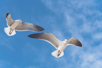 Close-up a group of large white seagulls soaring in the cloud blue sky. White wild birds flying against the sky. Concept for freedom. © trongnguyen