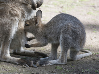  wallaby with baby  joey