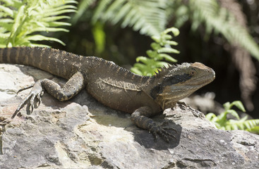  water monitor lizard resting near a rock pool.