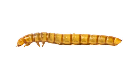 side view Mealworm close up