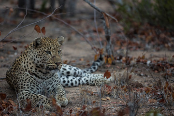 leopard_9