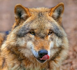 Grey Wolf licking its mouth