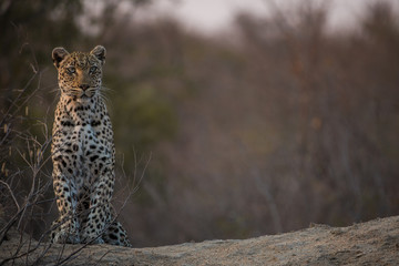 leopard_11 © Alistair