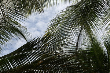 Palm trees in Boracay