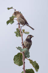 Two sparrow on branch